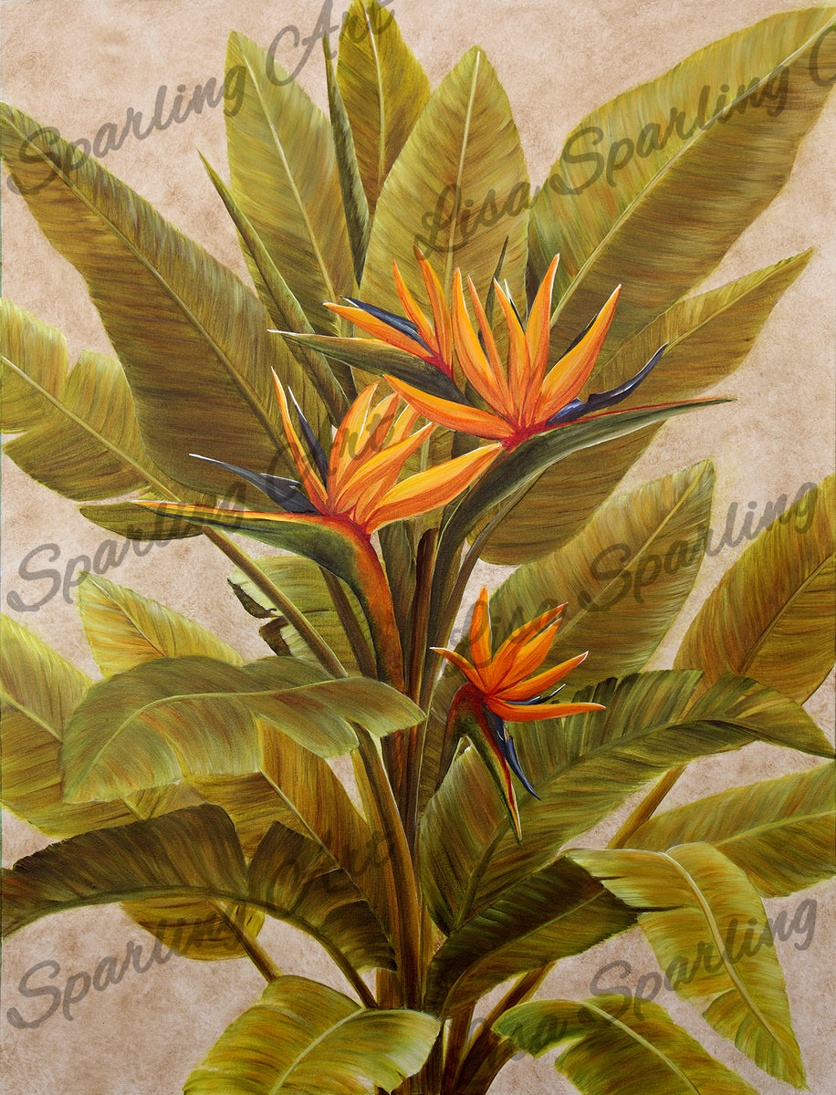 Birds of Paradise, Birds of Paradise Art, Orange Bird of Paradise