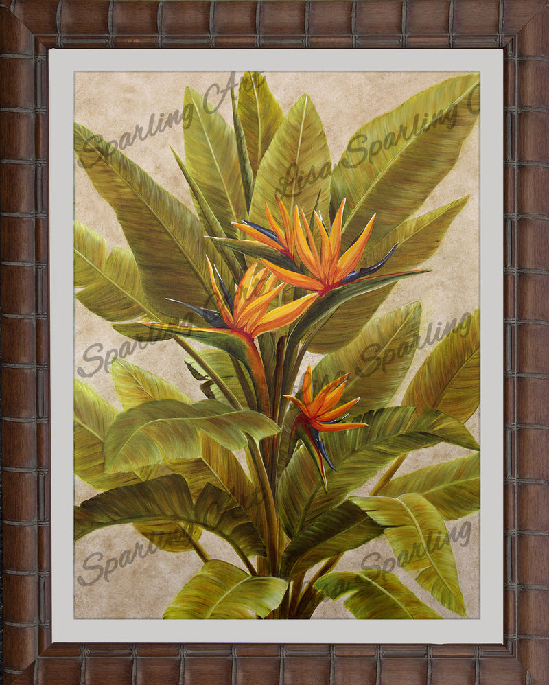 Orange-Bird-of-Paradise-WM-